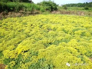 土壤修復技術分述 生物修復技術篇（二）