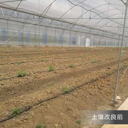 微生態誘發控制修復系統 推動土壤修復改良的新突破
